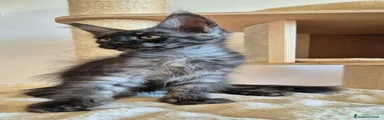 Maine Coon 1