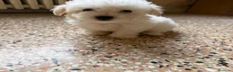 Maltese cani in vendita: cuccioli cani maltesi a Provincia di Ravenna - Annuncio 3