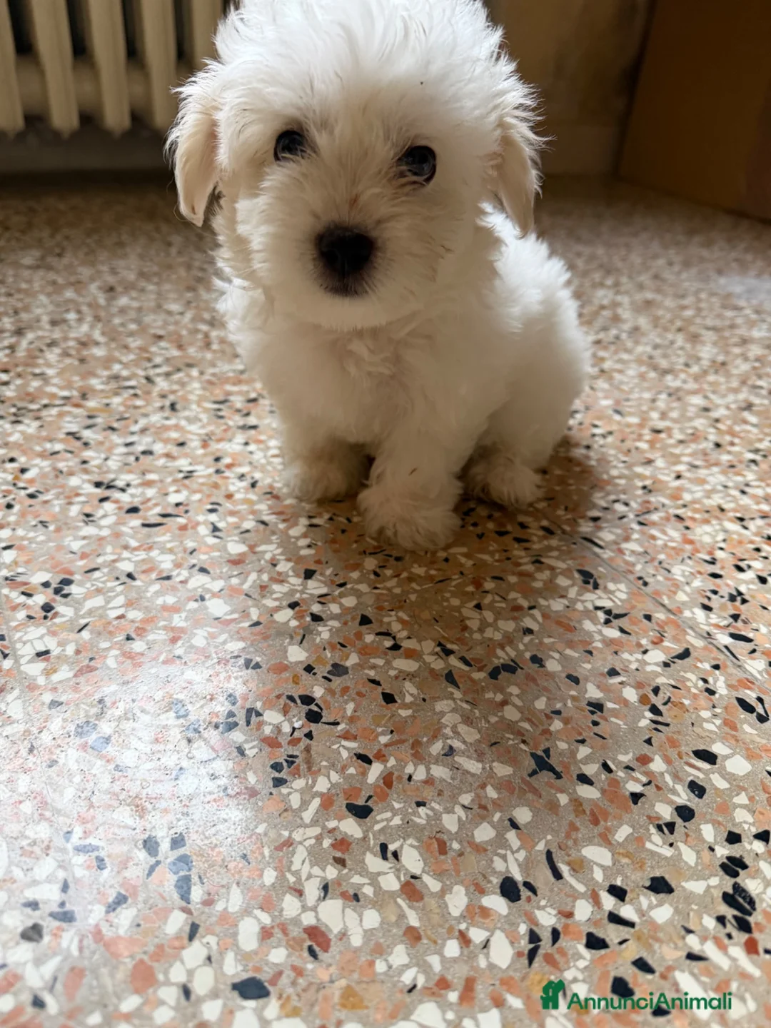 Maltese cani in vendita: cuccioli cani maltesi a Provincia di Ravenna - Annuncio 3