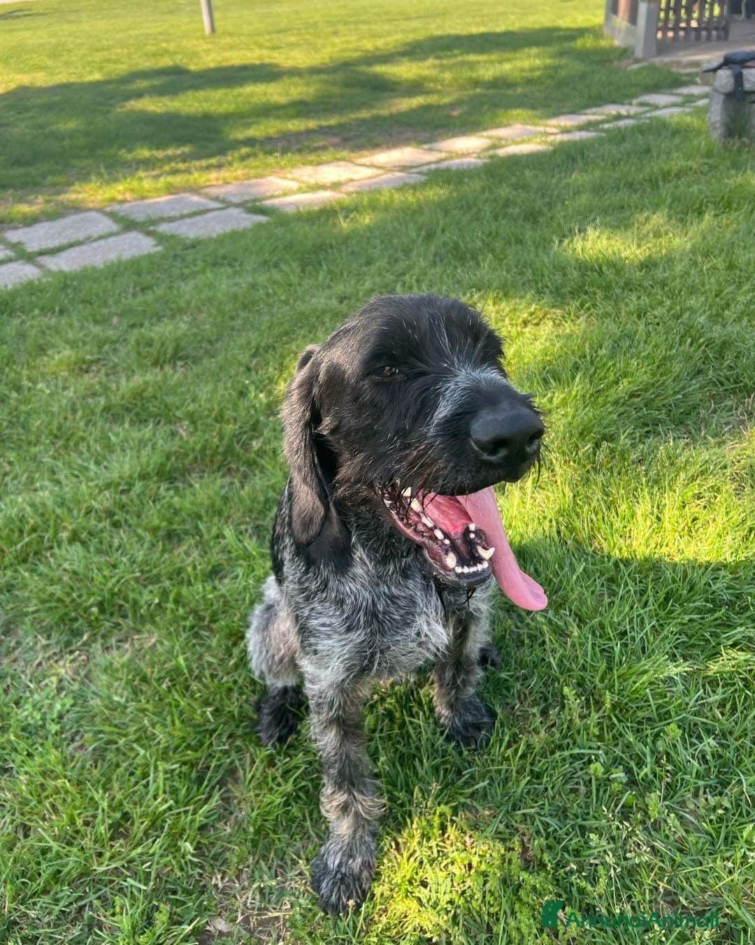 Drahthaar cani IBRA, sfortunato drahthaar in regalo a Città metropolitana di Milano - Annuncio 1