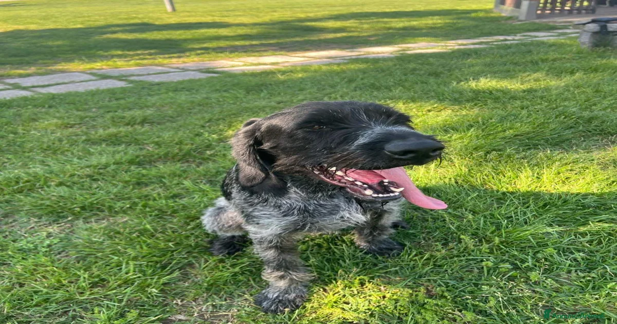 Drahthaar Cani in regalo a Vercelli | AnnunciAnimali