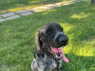 Drahthaar cani IBRA, sfortunato drahthaar in regalo a Città metropolitana di Milano - Annuncio 1