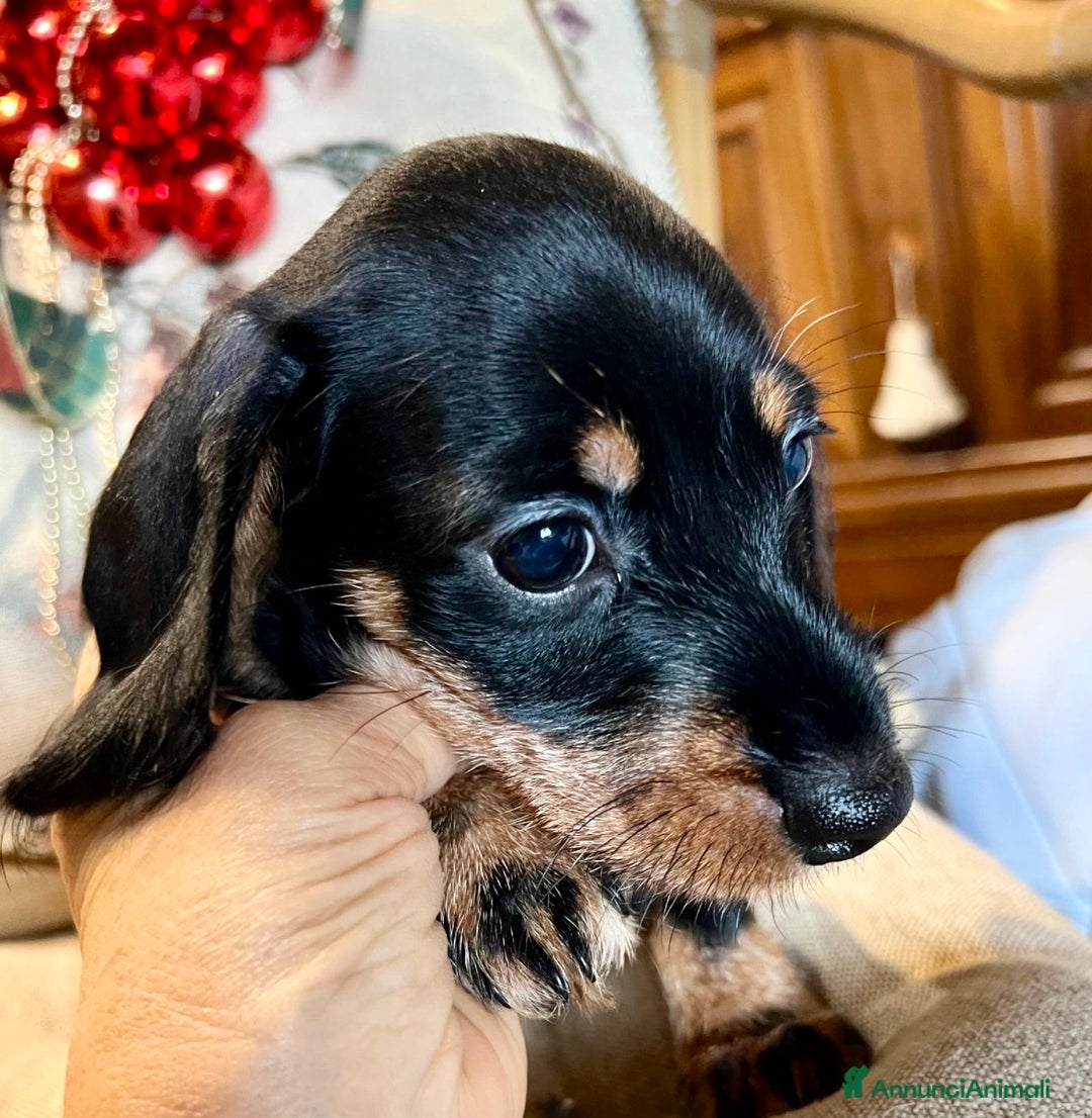 Bassotto cani in vendita: Cuccioli di Bassotto pelo duro con Pedigree Enci - Annuncio 25