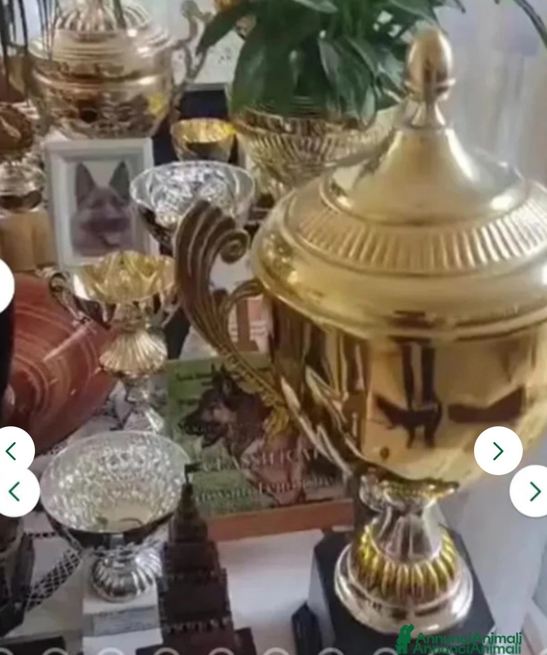 Pastore Tedesco cani in vendita: splendidi cuccioli pastore tedesco  - Annuncio 27