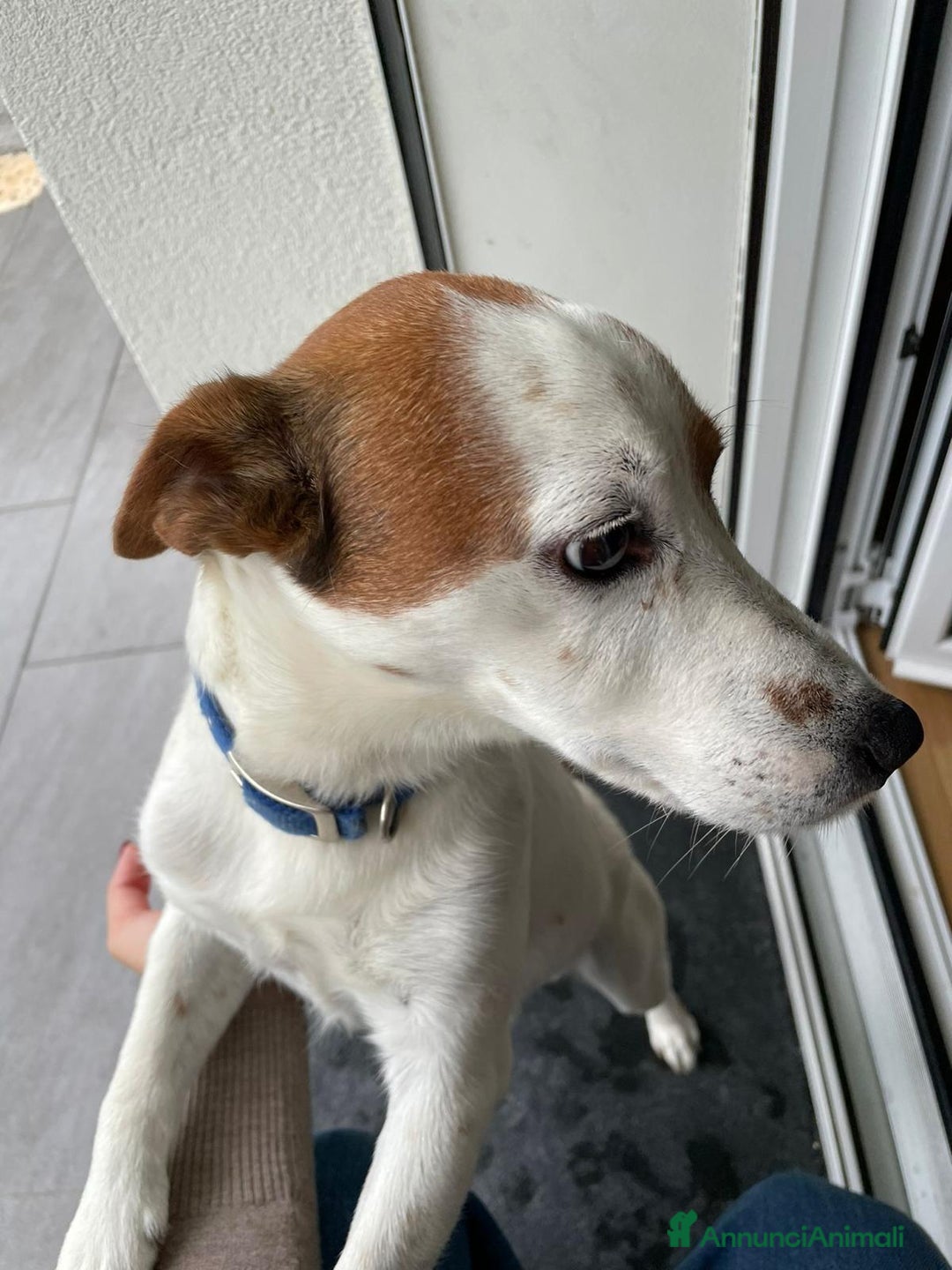 Jack Russell cani in regalo: Sono un jack russell e cerco nuova casa a Provincia di Brescia - Immagine 5