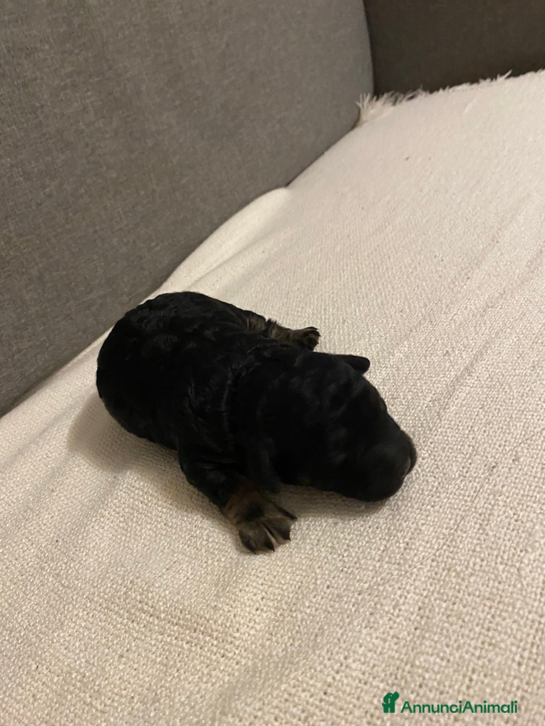 Barboncino cani in vendita: Cuccioli di barboncino  - Annuncio 5