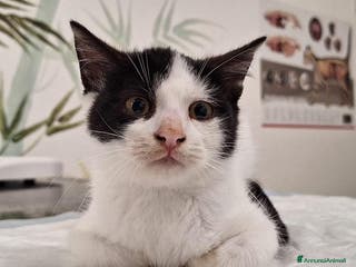 Altre razze gatti Famiglie cercasi urgentemente x questi mici - Annuncio 1