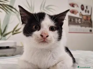 Altre razze gatti Famiglie cercasi urgentemente x questi mici - Annuncio 5