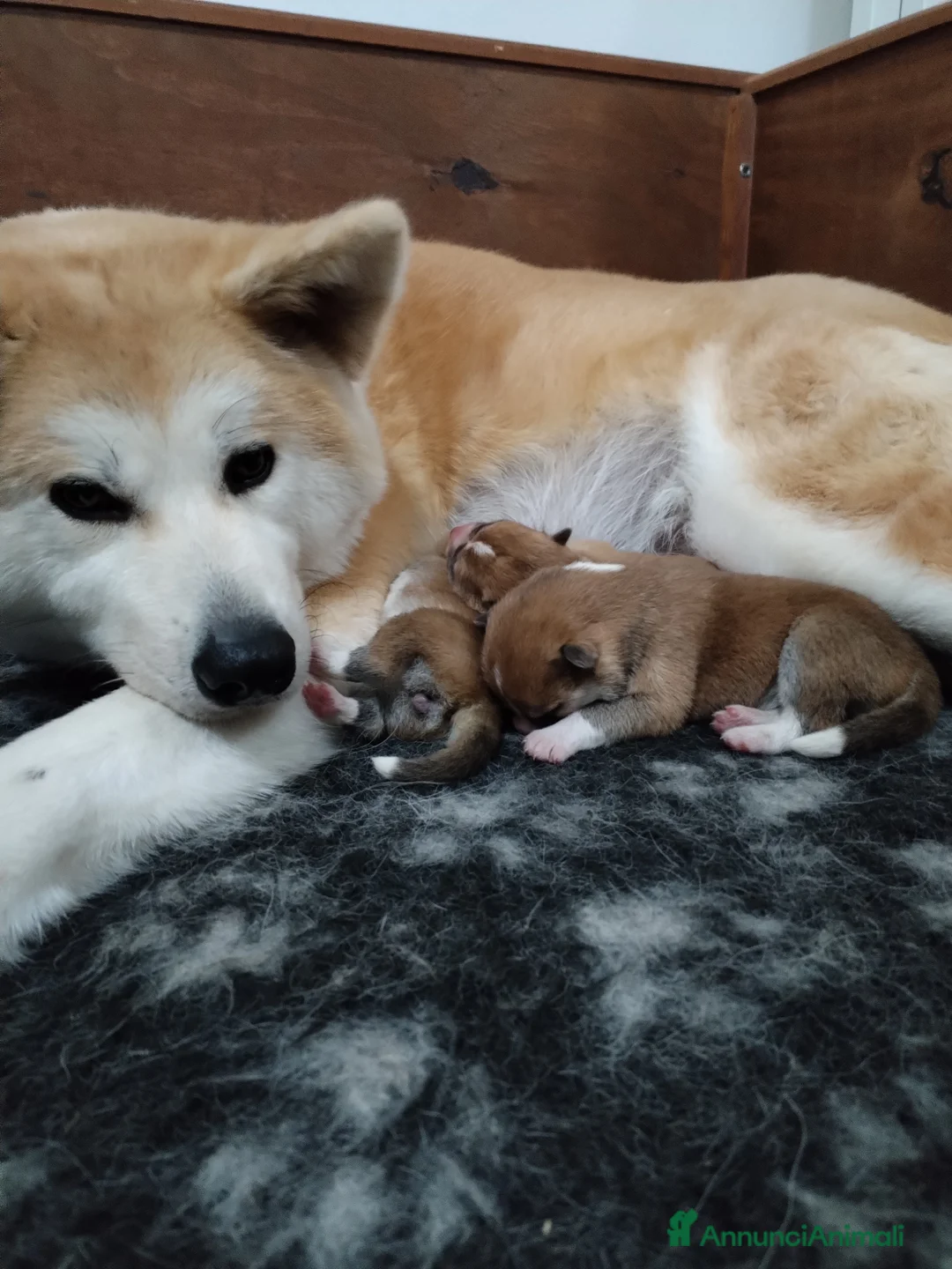 Akita Inu cani in vendita: Cuccioli di Akita disponibili - Annuncio 20