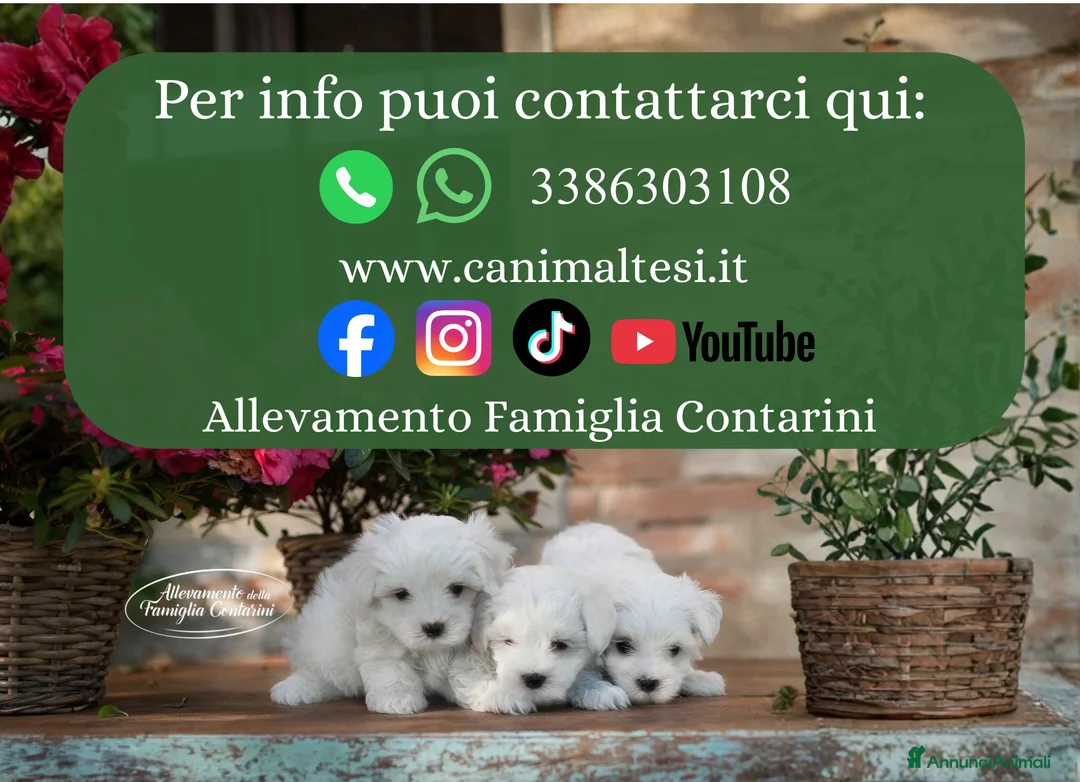 Maltese cani in vendita: Maltesi cuccioli con pedigree ENCI - Annuncio 2