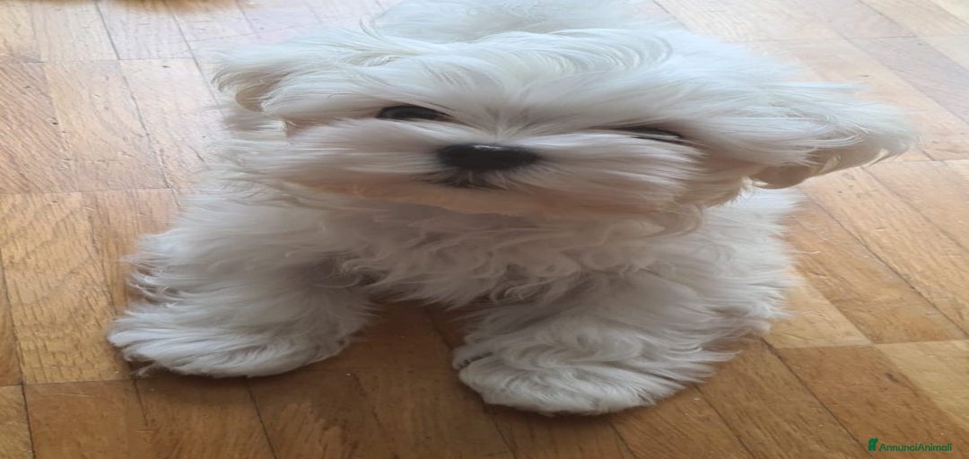 Immagine della galleria {{count}}