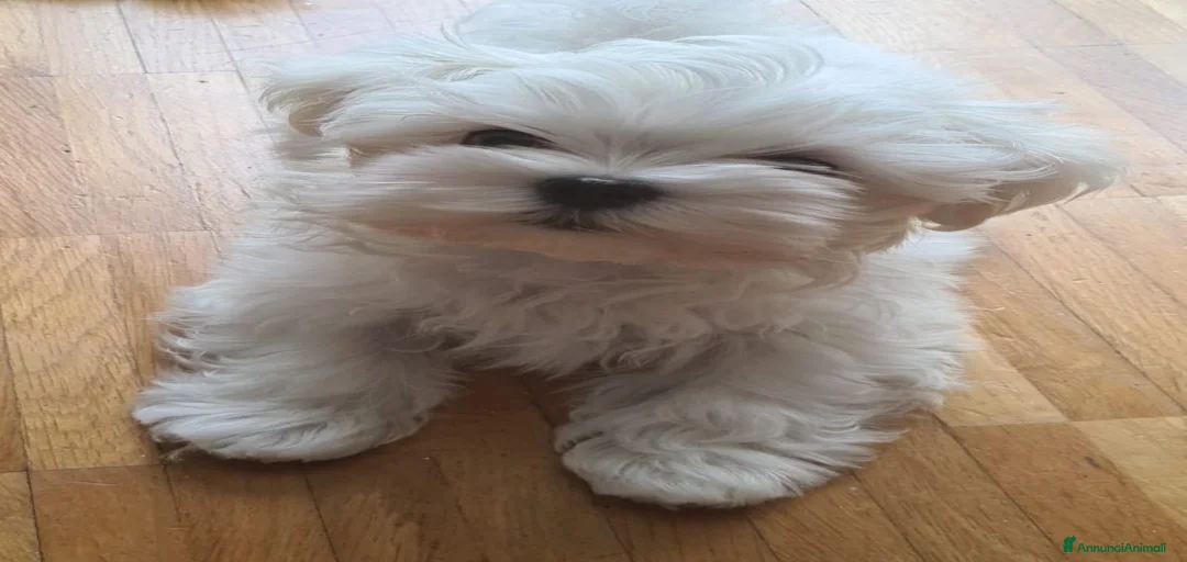 Immagine della galleria {{count}}