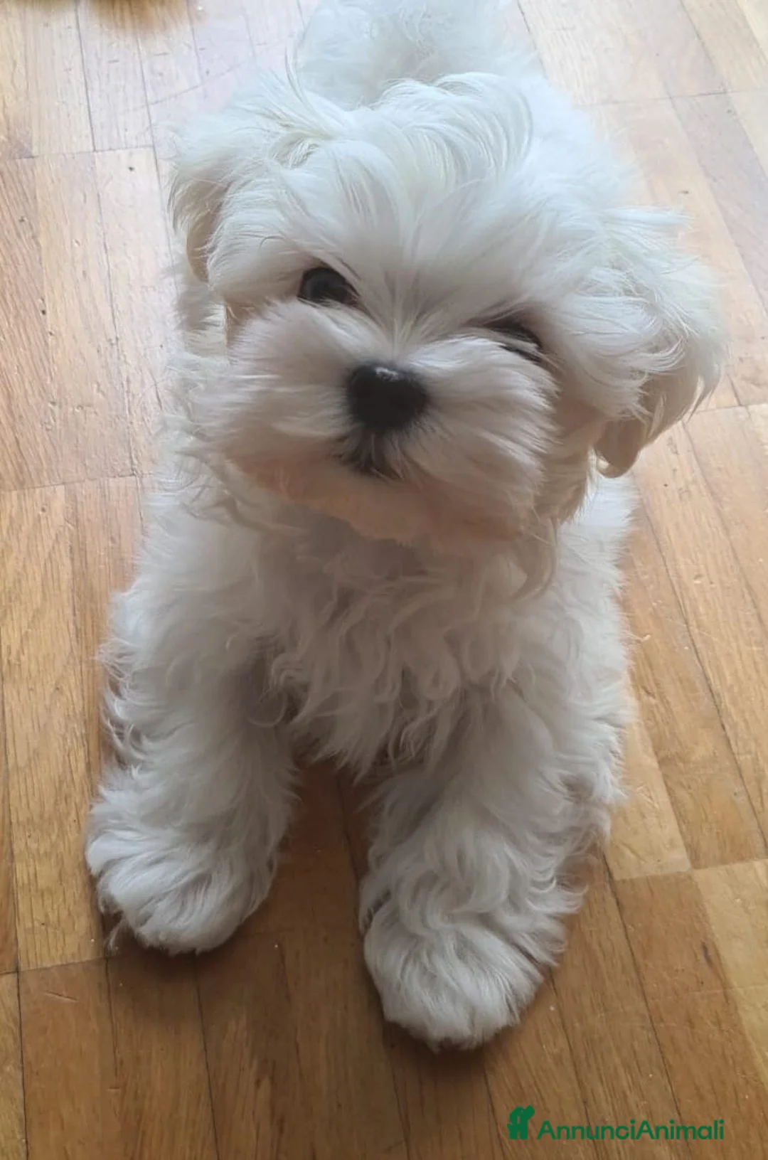 Immagine della galleria {{count}}