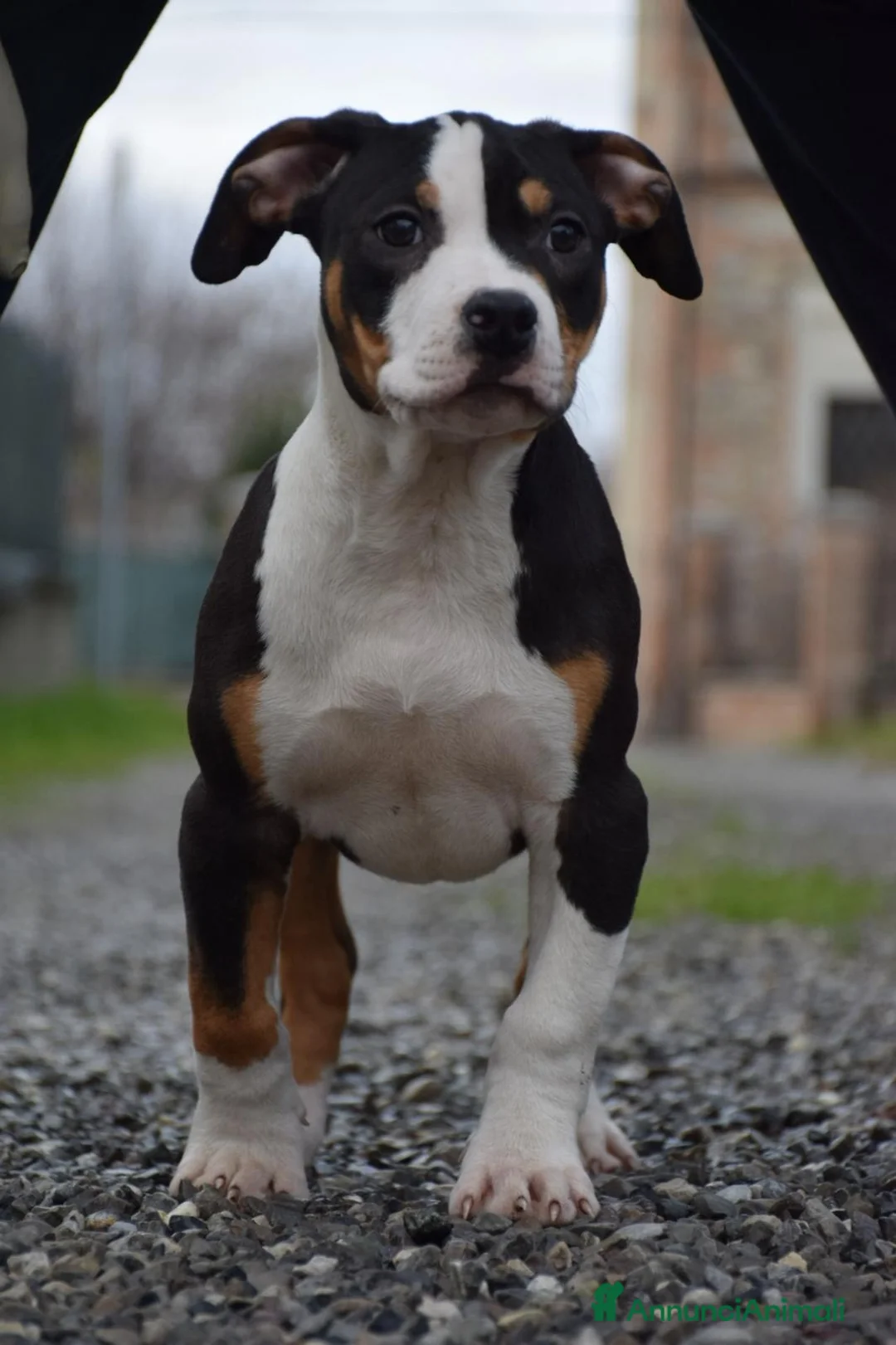 Pitbull cani in vendita: Cuccioli American Pit Bull anche a rate - Annuncio 21