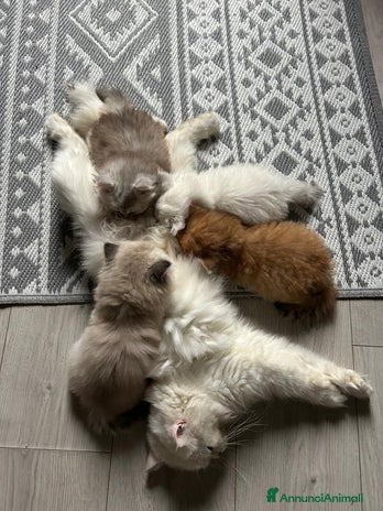 British gatti - Annuncio 7