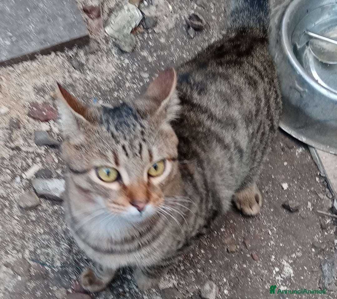 Europeo gatti in regalo: Ultimi della cucciolata - Annuncio 2