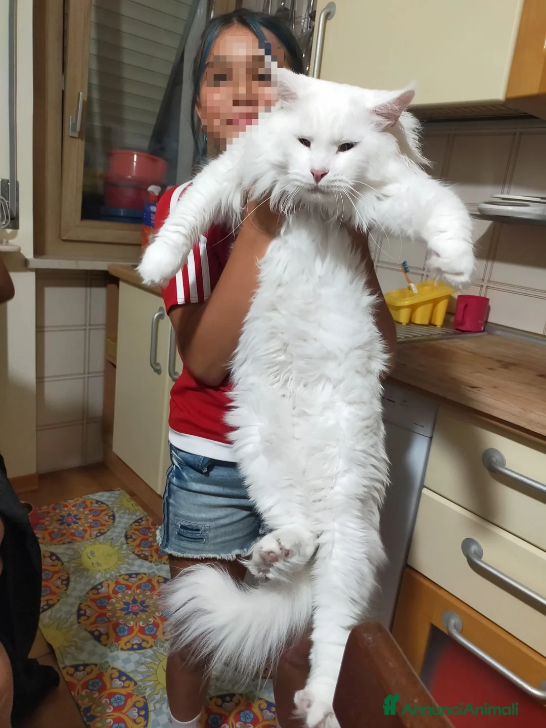 Maine Coon gatti in vendita: Principessa di Maine Coon - Annuncio 2