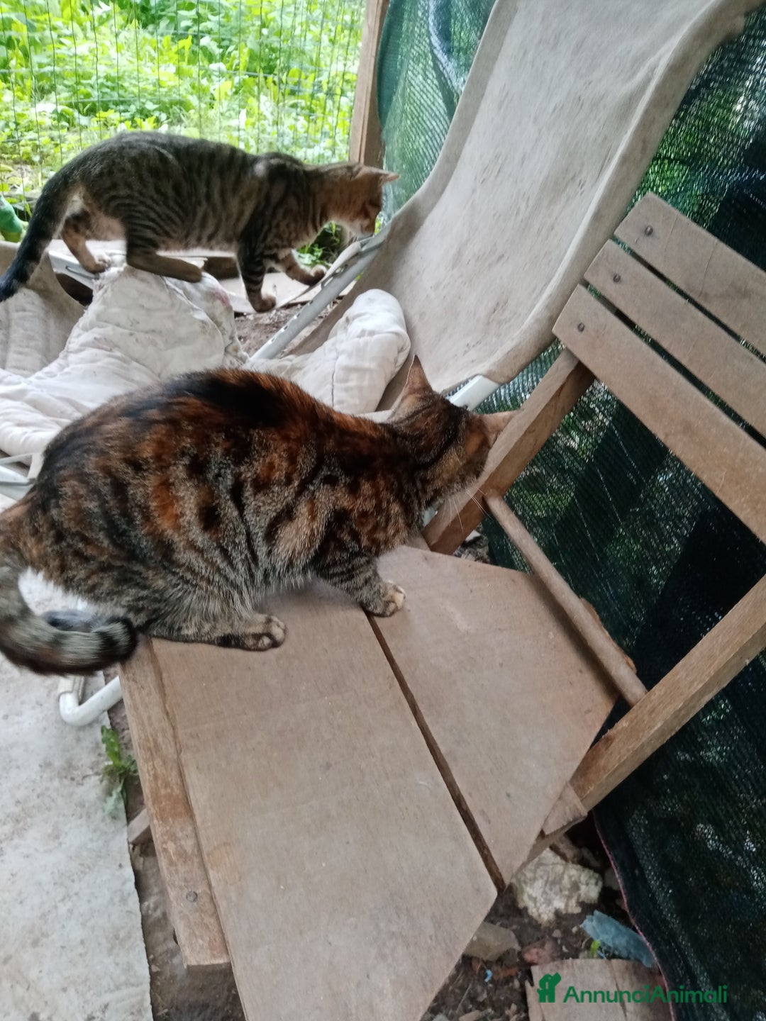 Europeo gatti in regalo: Dolcissime sorelline - Annuncio 5