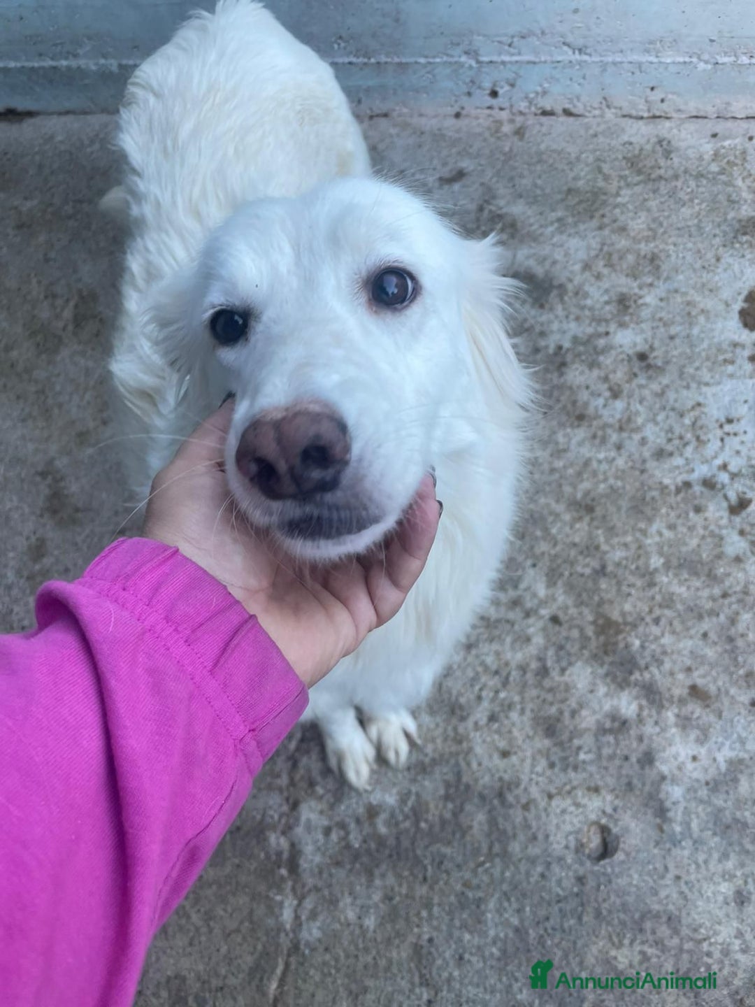 Meticcio cani in regalo: Lidia - Annuncio 1