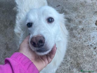 Meticcio cani Lidia - Annuncio 41