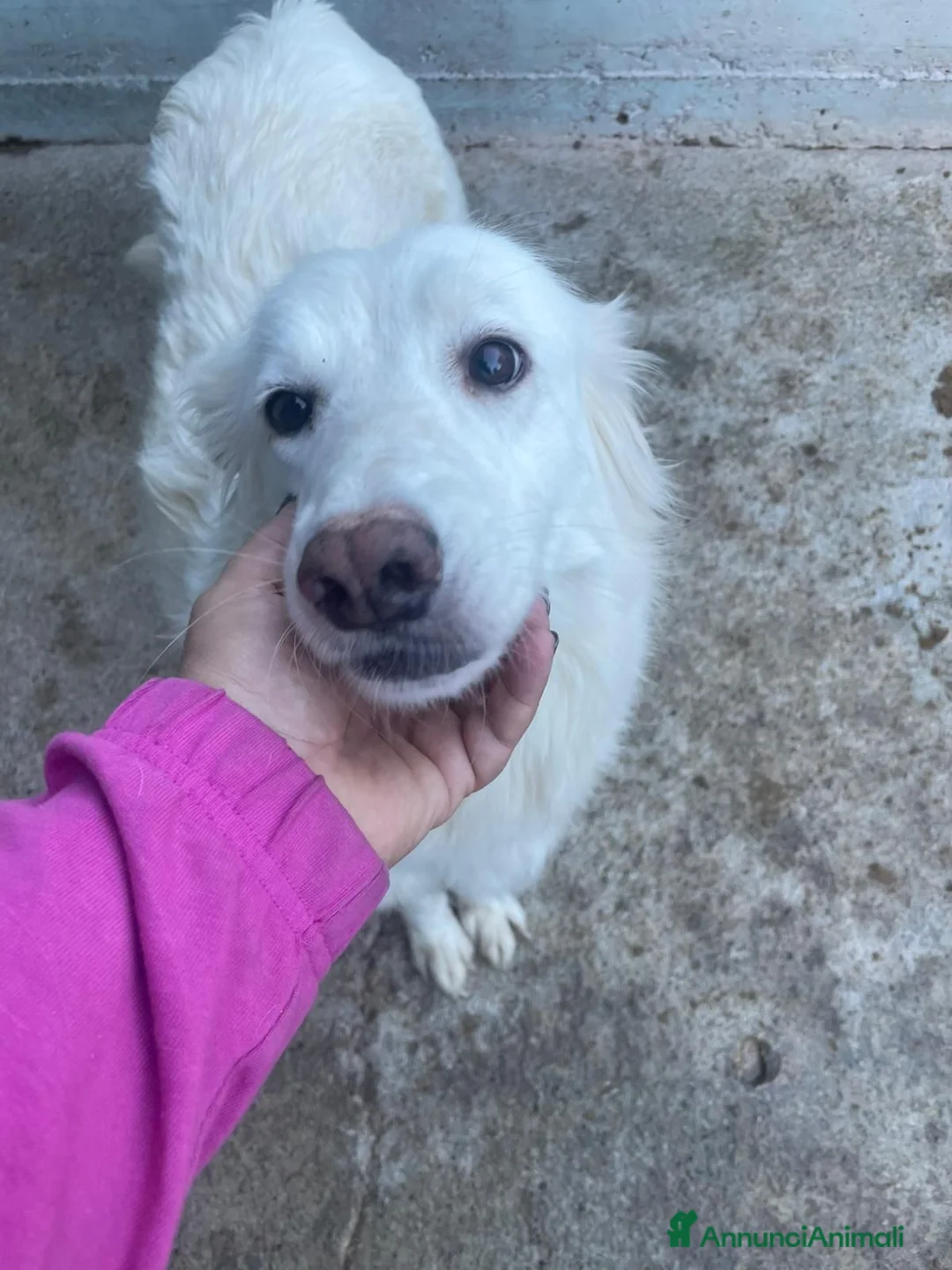 Meticcio cani in regalo: Lidia - Annuncio 1
