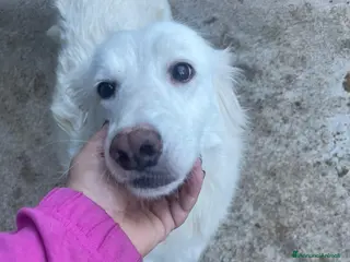 Meticcio cani Lidia - Annuncio 19