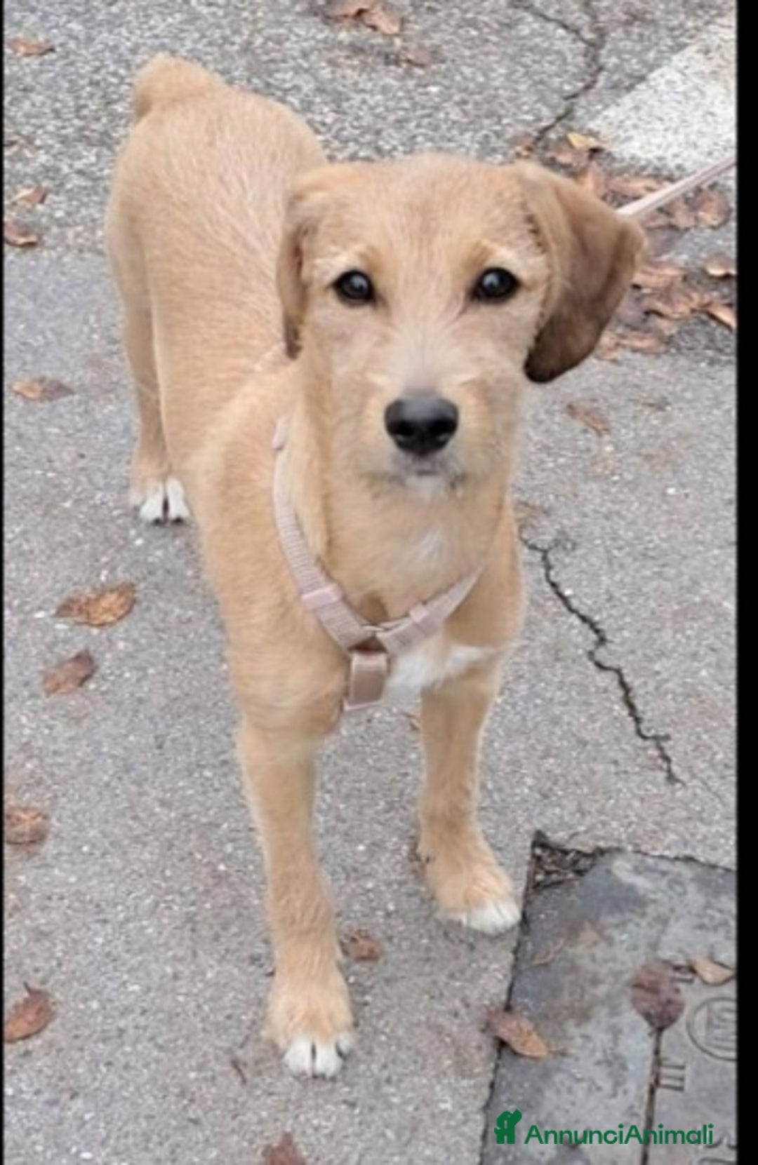 Meticcio cani in regalo: Mimi'9mesi tg media contenuta salita in FRIULI SOS - Annuncio 2