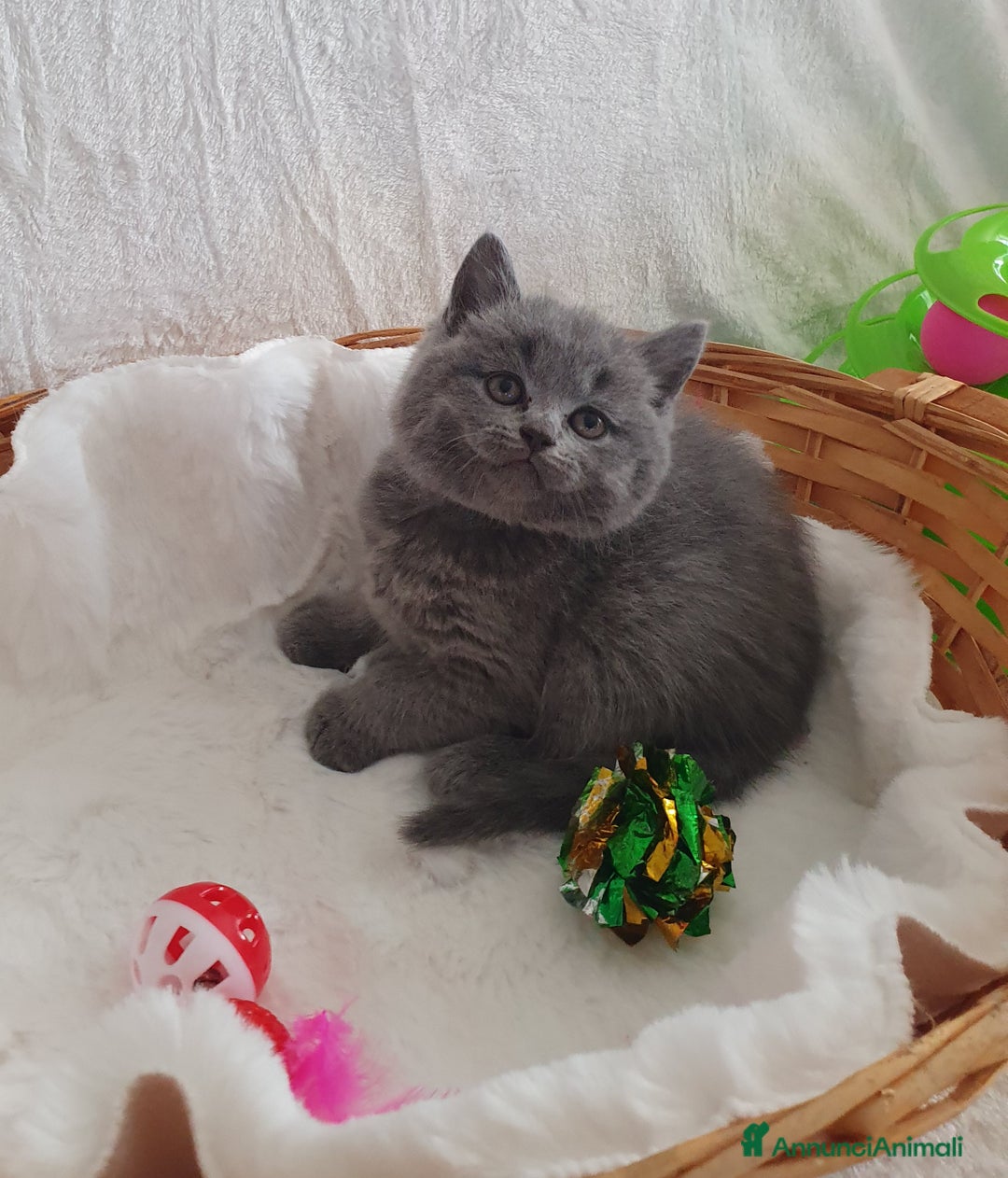 Scottish gatti in vendita: Scottish fold  - Annuncio 7