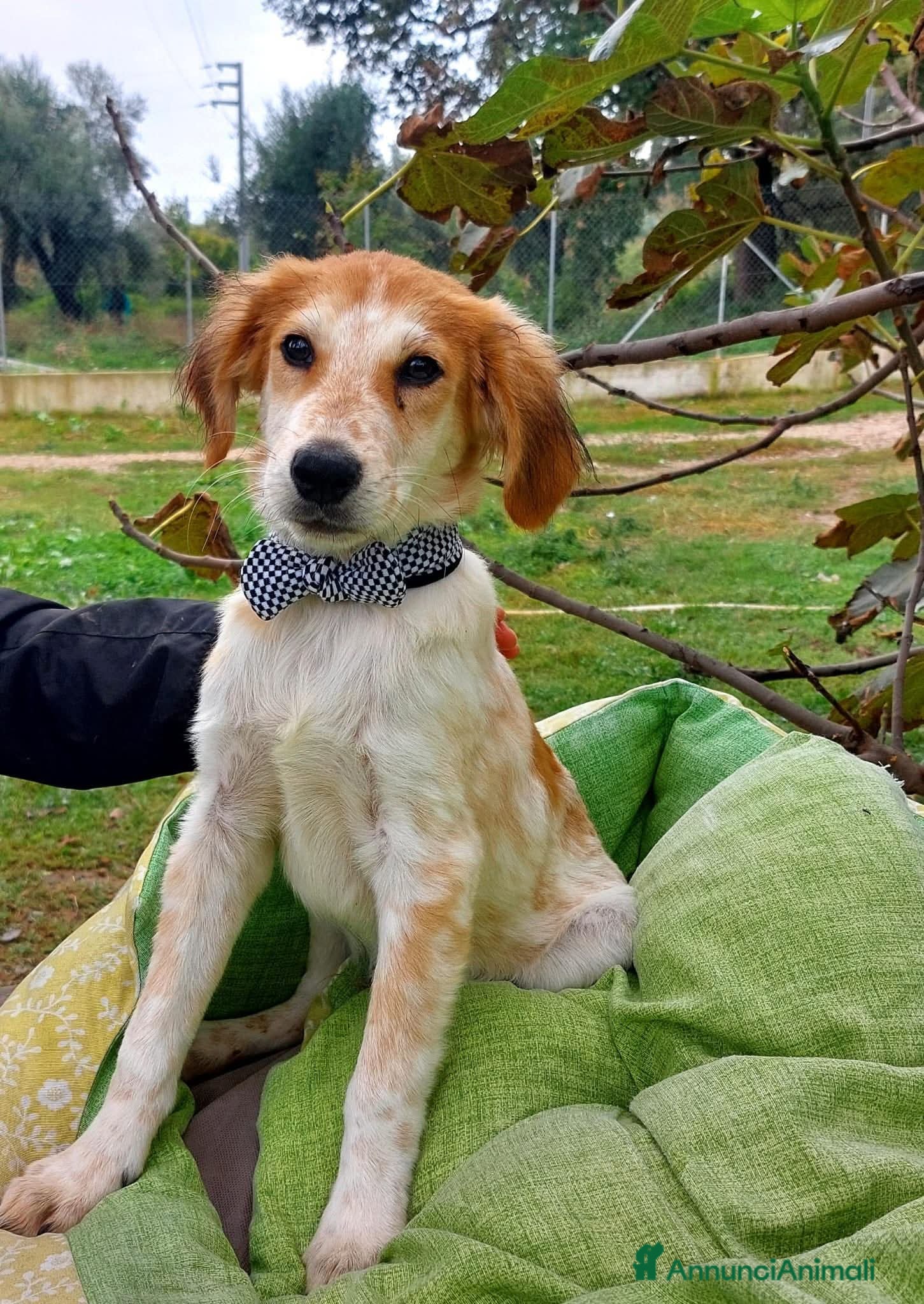 Meticcio cani 11 CHILI, 1 anno e mezzo ADOTTABILI SEPARATAMENTE  - Annuncio 1