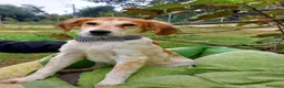Meticcio cani in regalo: 11 CHILI, 1 anno e mezzo ADOTTABILI SEPARATAMENTE  - Annuncio 1