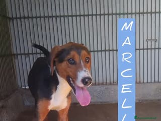 Segugio cani Marcello a Provincia di Viterbo - Annuncio 3