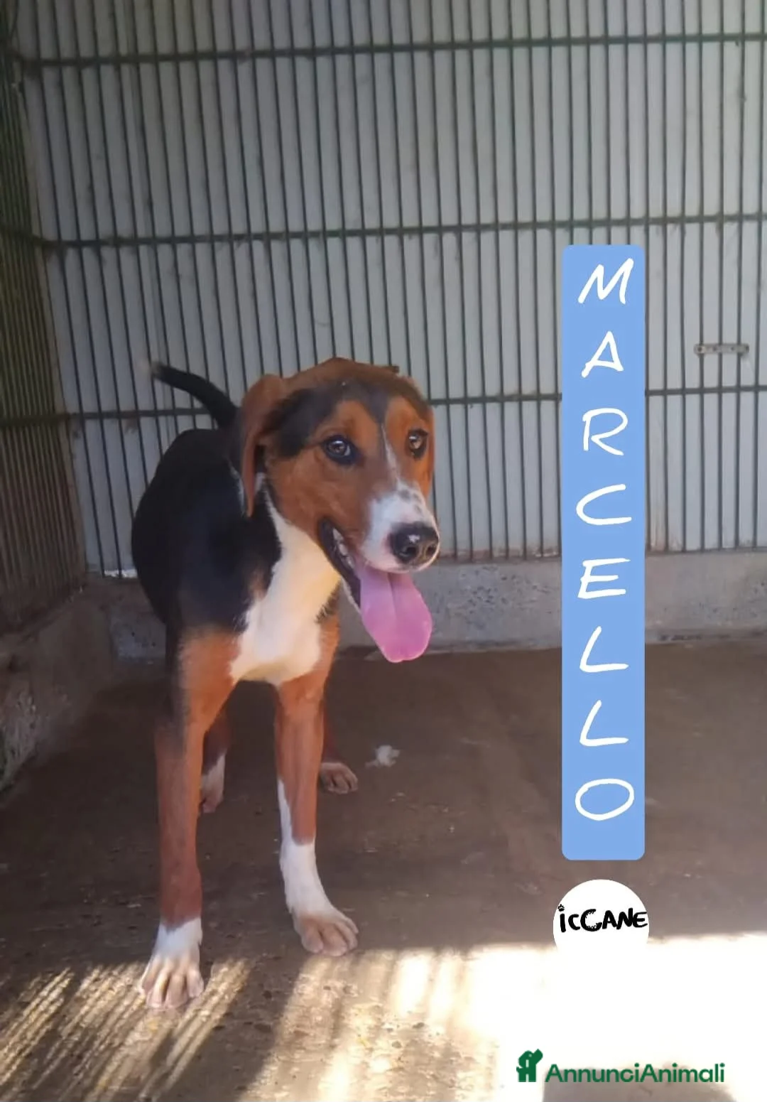 Segugio cani in regalo: Marcello a Provincia di Viterbo - Annuncio 1