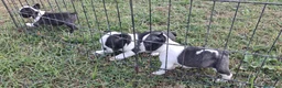 Boston Terrier cani in vendita: Cuccioli di Boston terrier pedigree enci  - Annuncio 5
