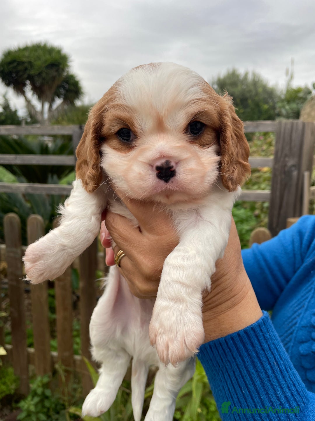 Cavalier King cani in vendita: Cuccioli Cavalier King Blenheim con pedigree - Annuncio 4