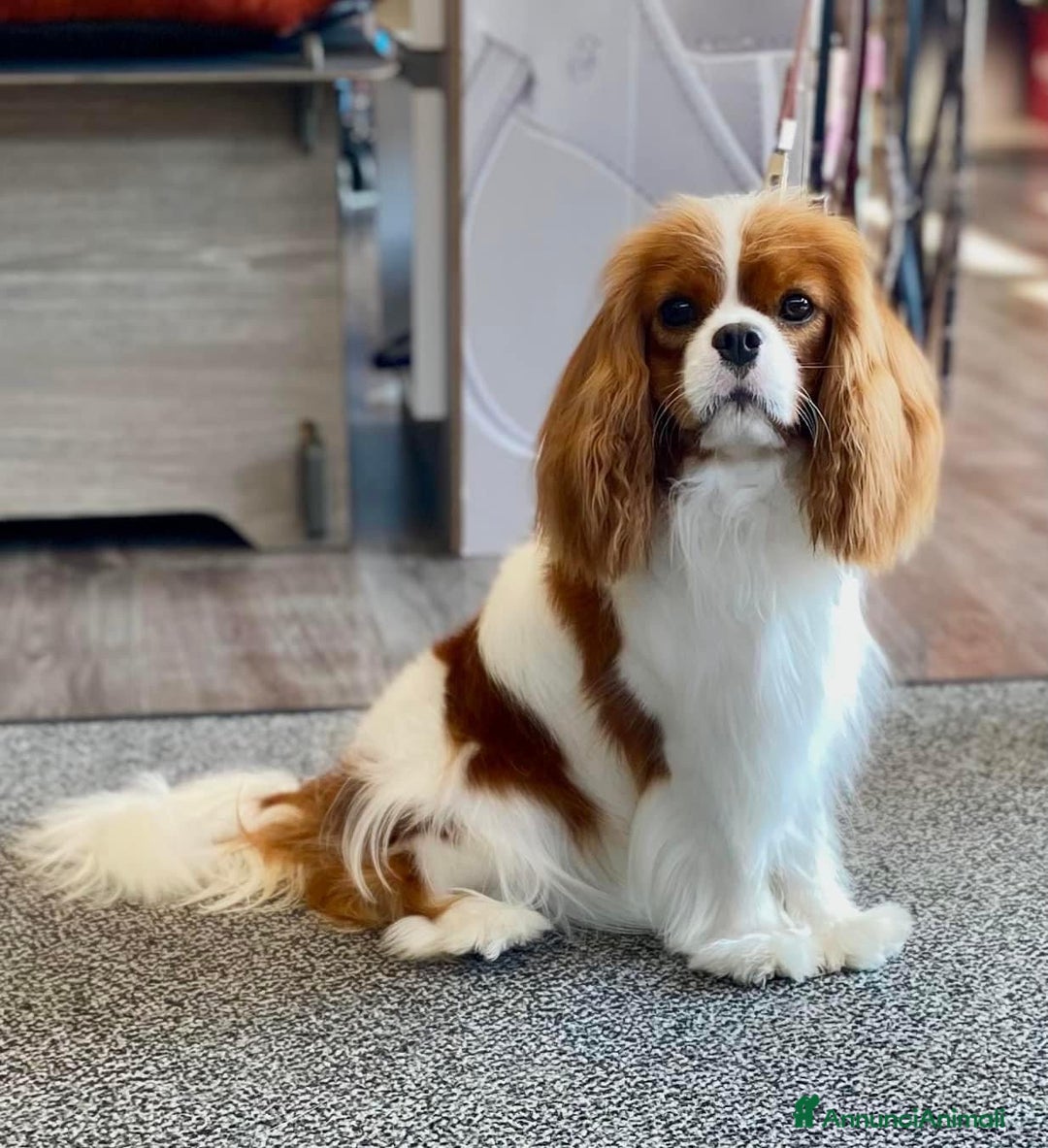 Cavalier King cani in vendita: Cuccioli cavalier king pedigree ENCI  - Annuncio 3