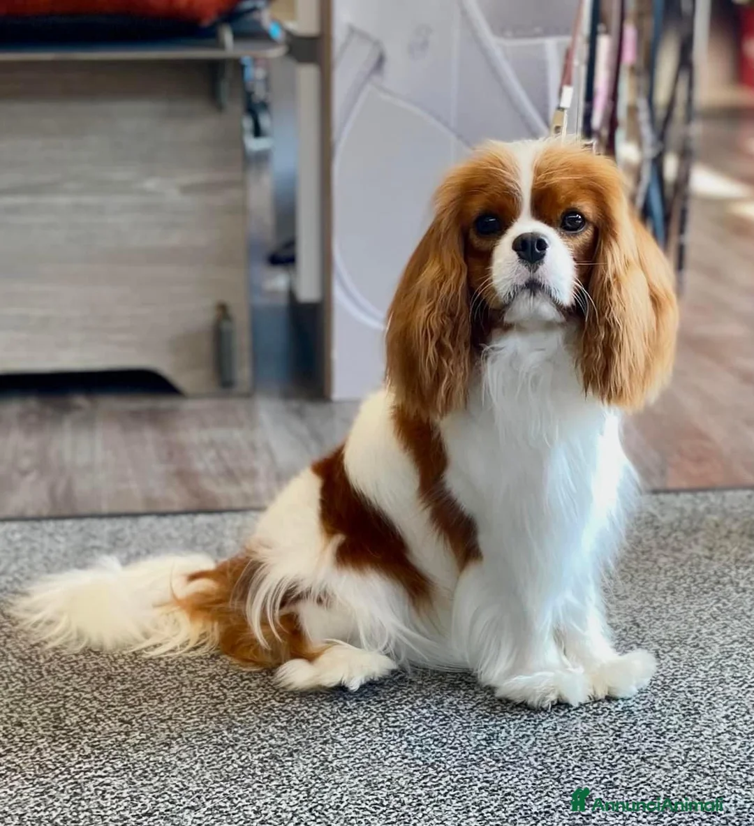 Cavalier King cani in vendita: Cuccioli cavalier king pedigree ENCI  - Annuncio 3