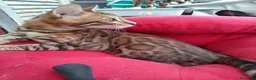 Bengala gatti in vendita: Cucciolo Bengala affettuosi e giocherelloni - Annuncio 3
