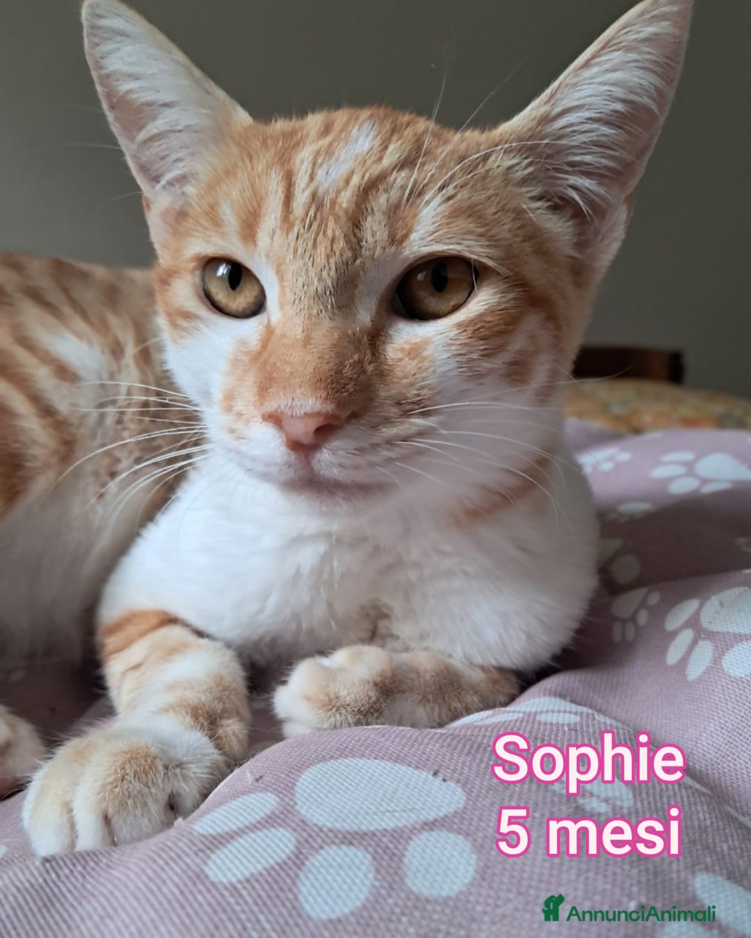 Europeo gatti in regalo: MICINI: TEMPO SCADUTO!! - Annuncio 12