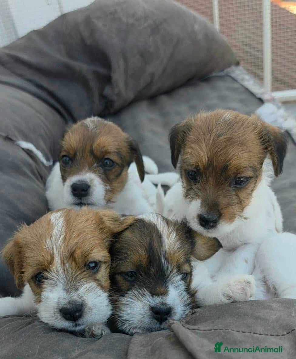 Jack Russell cani Cuccioli Jack Russell broken/ruvidi con pedigree - Annuncio 1
