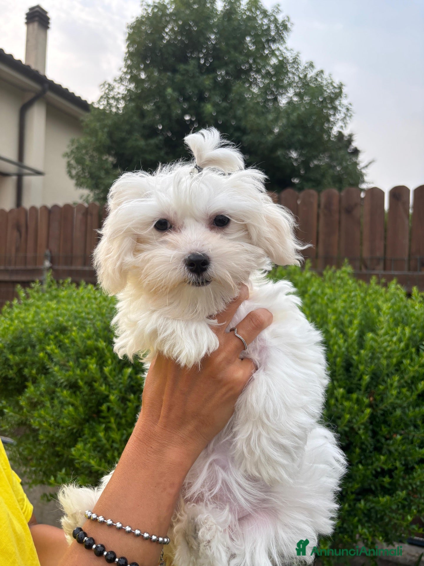 Maltese cani in vendita: Cuccioli di maltese  - Annuncio 3