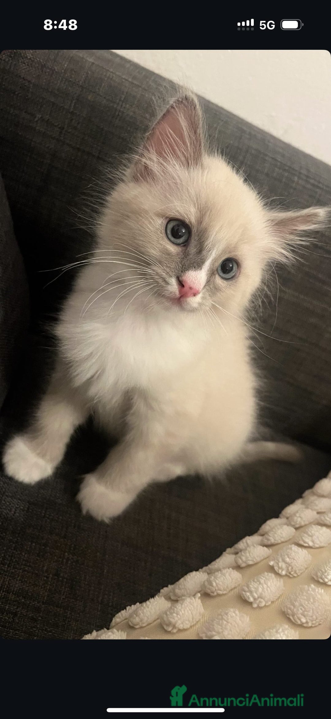 Ragdoll gatti per accoppiamento: Toki cerca gattina ragdoll  - Annuncio 3