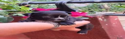 Chihuahua cani in vendita: Cuccioli di chihuahua tea cup - Annuncio 8
