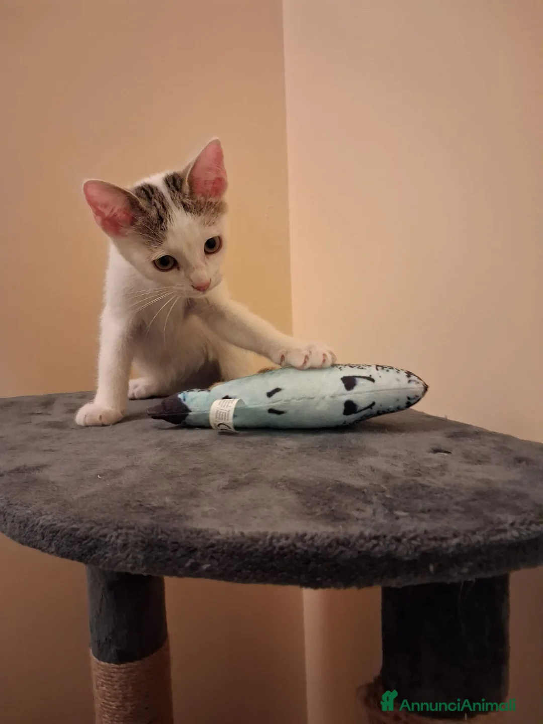 Meticcio gatti in regalo: 2  fratellini chiari  - Annuncio 2