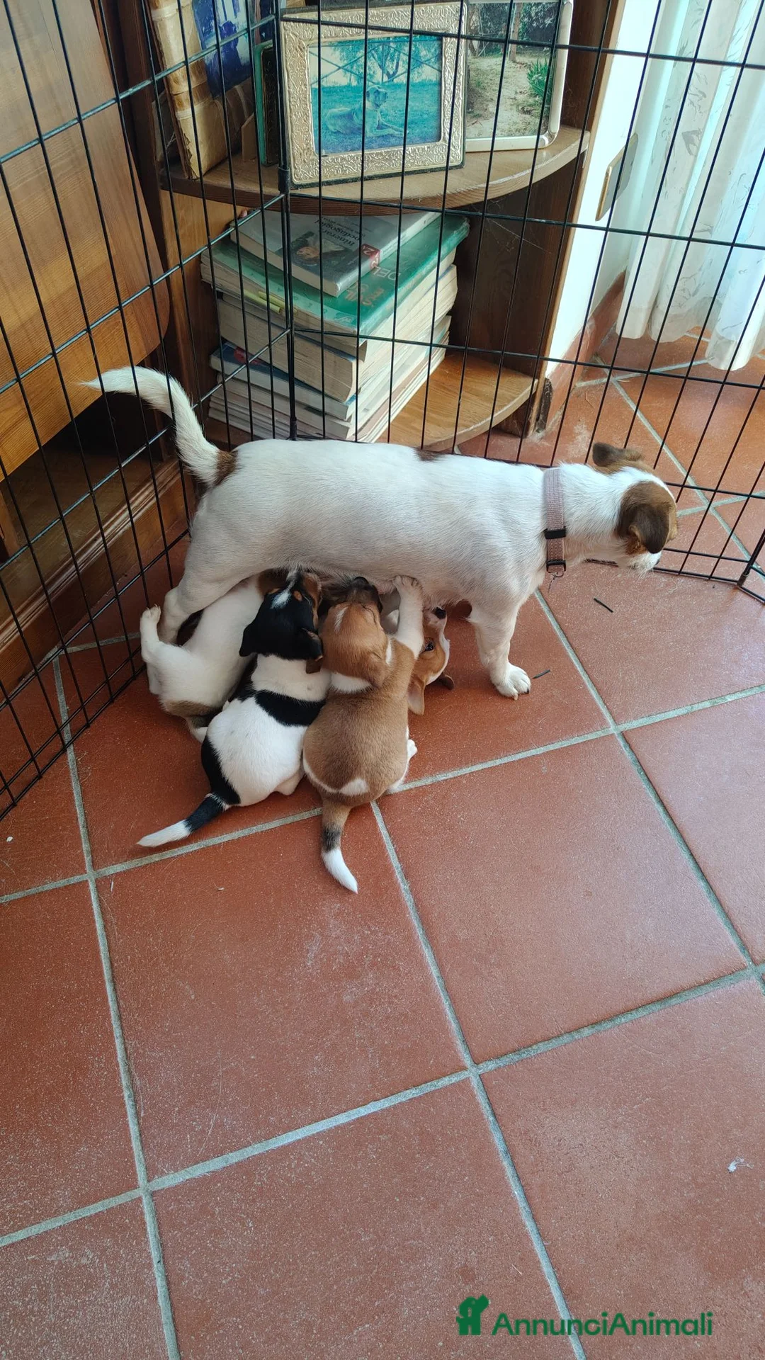 Jack Russell cani in vendita: Splendidi cuccioli di Jack Russell - Annuncio 5