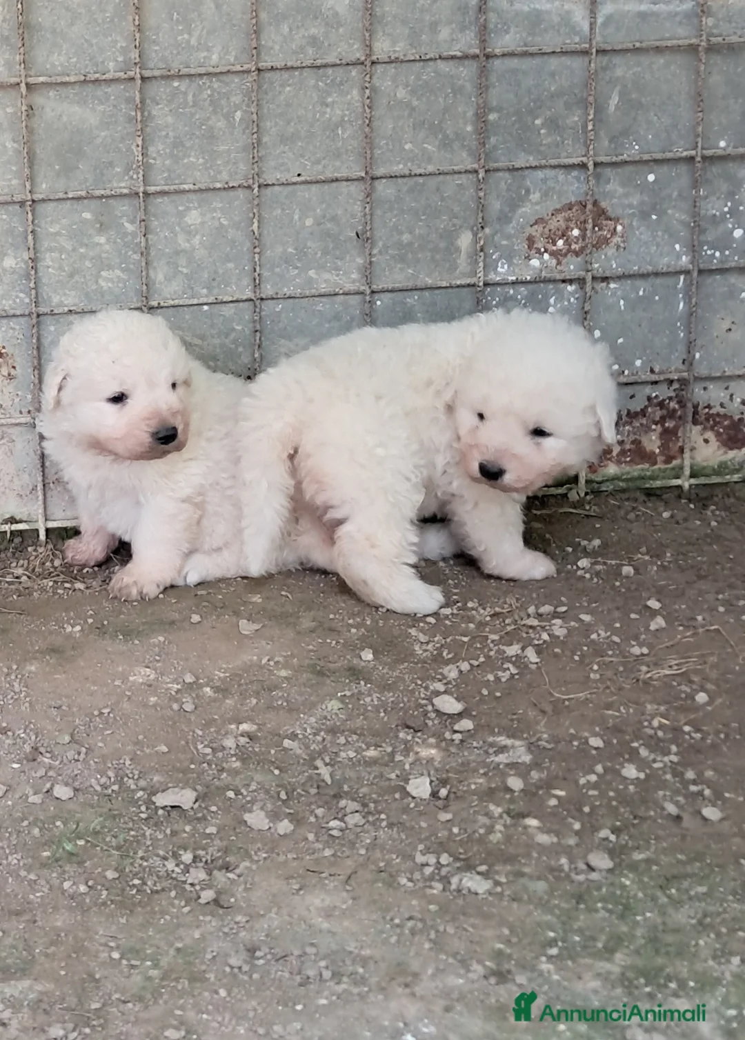 Pastore Maremmano cani in vendita: spettacolari cuccioli di Pastore marem. Abruzzese  - Annuncio 16