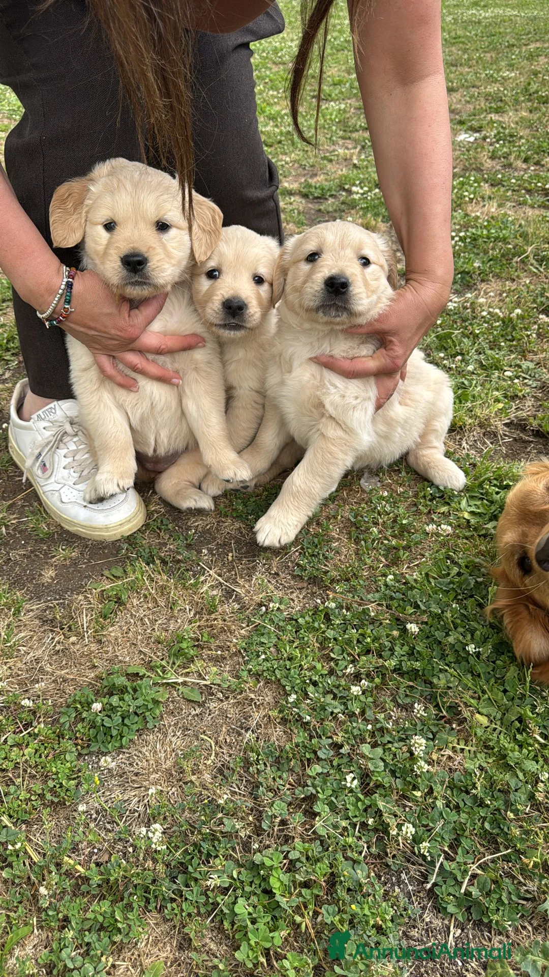 Golden Retriever cani in vendita: Disponibilità cuccioli di Golden Retriever  a Città Metropolitana di Napoli - Annuncio 7