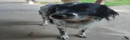 Meticcio cani in regalo: Betty simil Setter 2anni salvata mesi fa.FERRARA - Annuncio 5