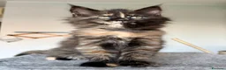 Maine Coon gatti in vendita: Cuccioli maine coon con pedigree - Annuncio 4