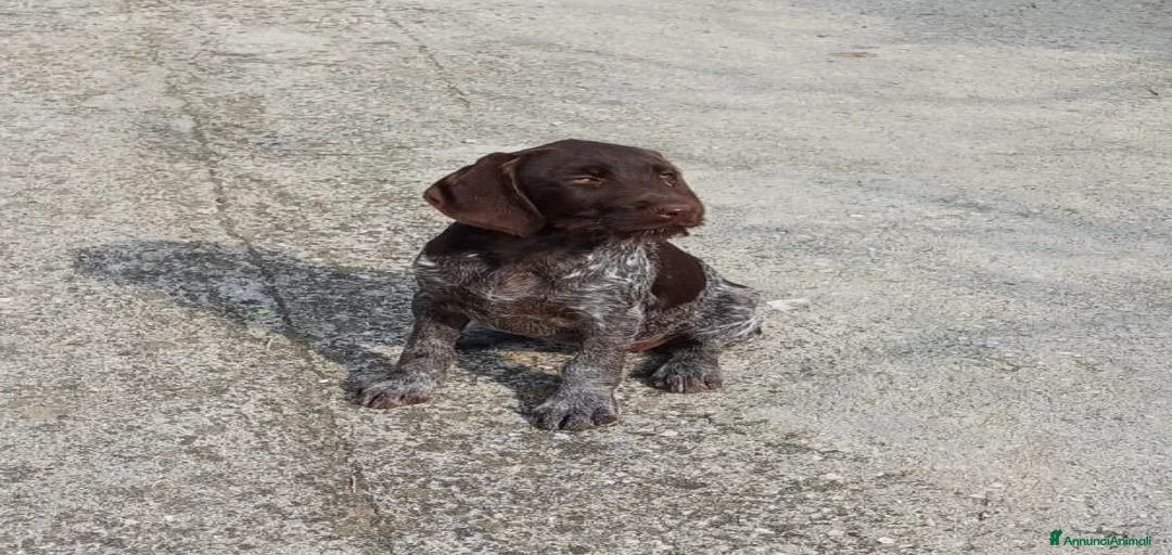 Immagine della galleria {{count}}