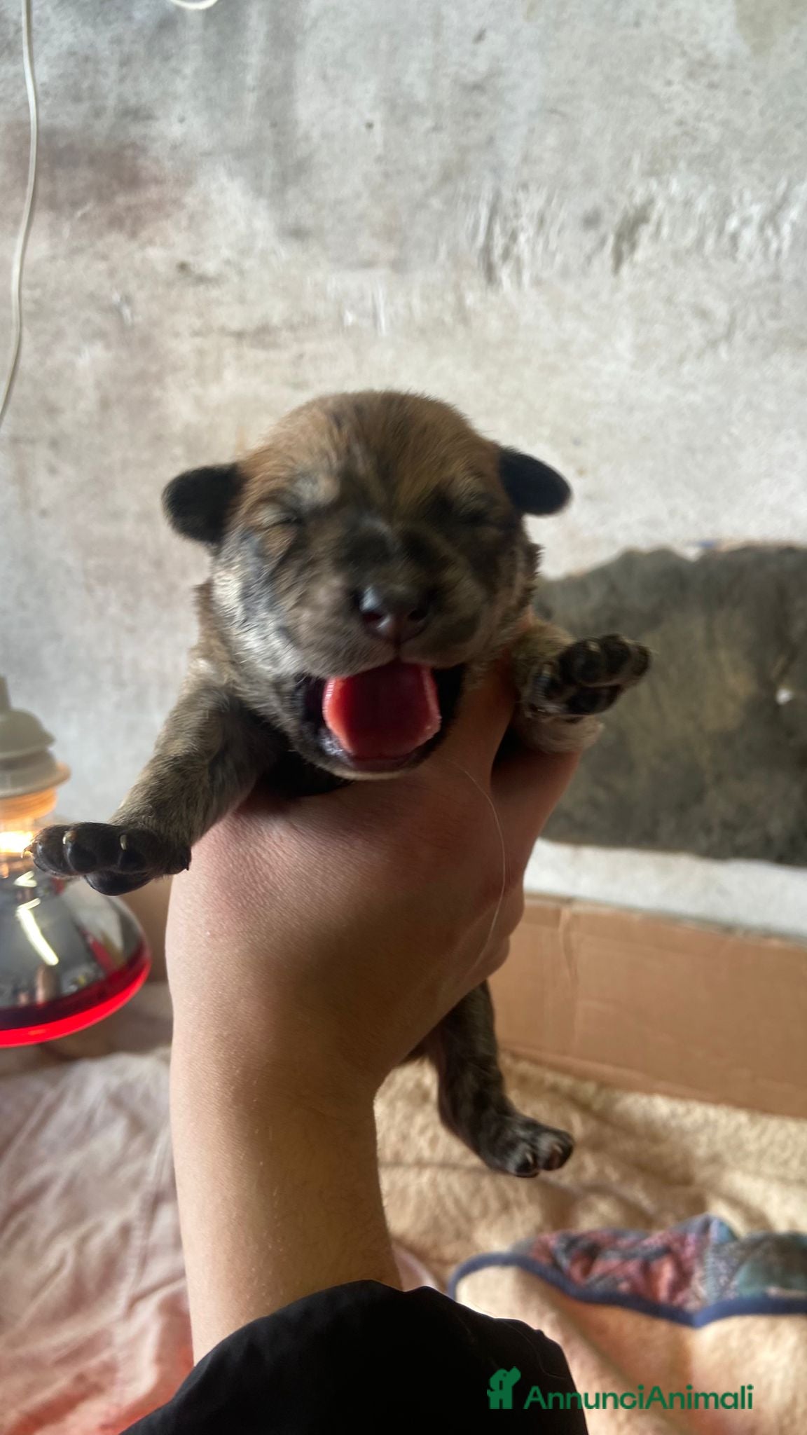 Meticcio cani Regalo cuccioli cane - Annuncio 21